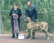 In Memorian - Fila Brasileiro Tigrado - Canil Singular - Motivador